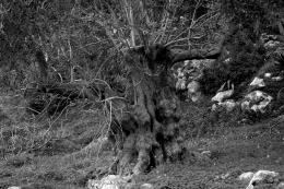 Sincetheinceptionoftime